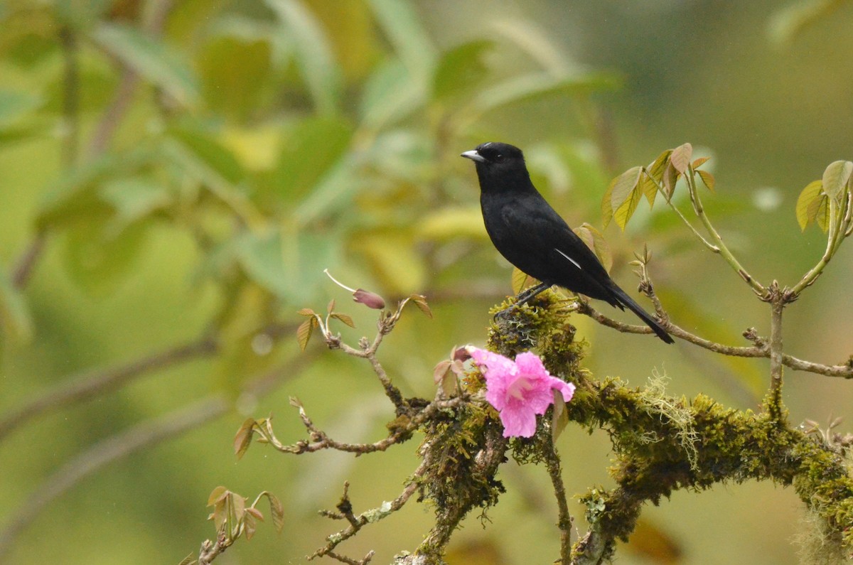 Velvety Black-Tyrant - ML642200984