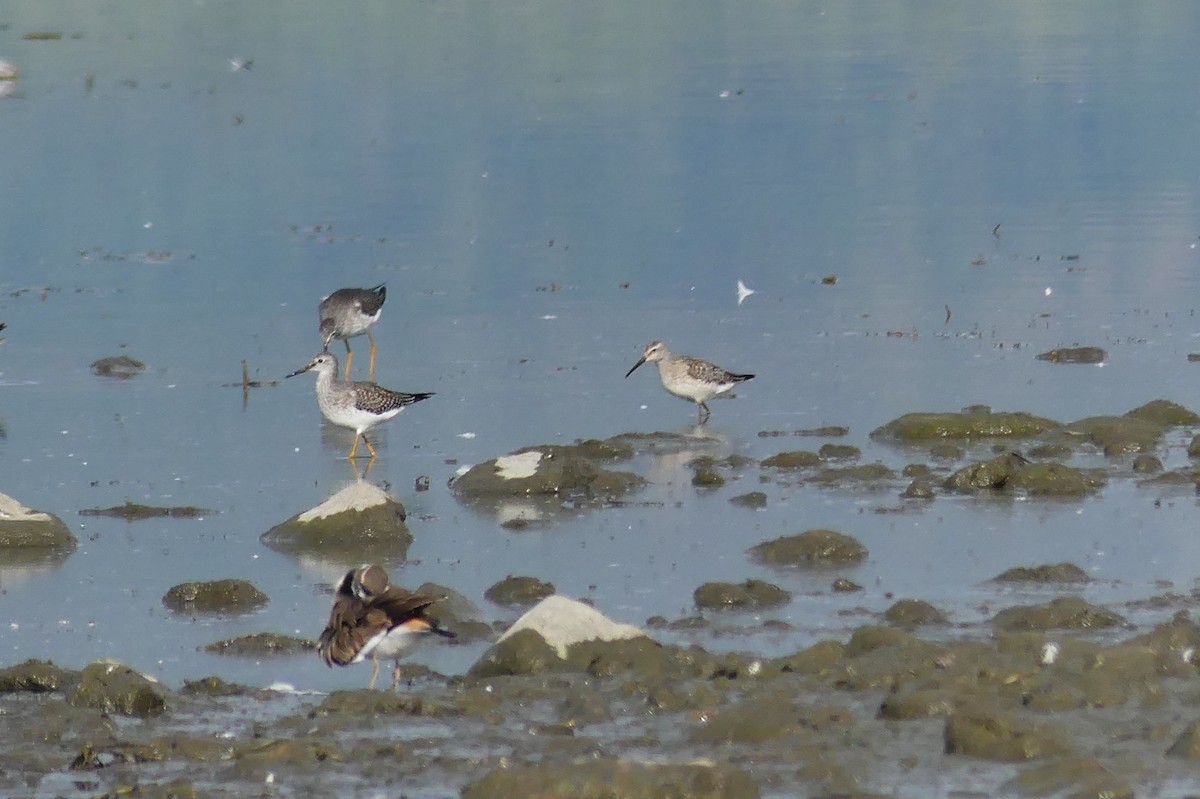 Stilt Sandpiper - ML642200988