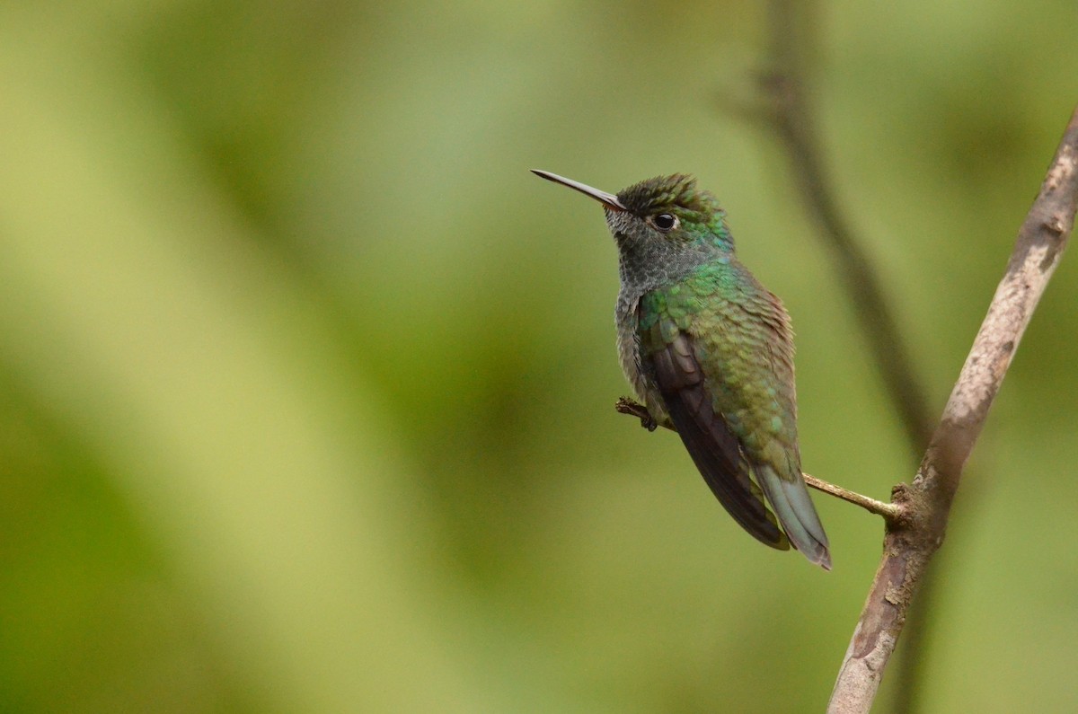 Versicolored Emerald - ML642201023