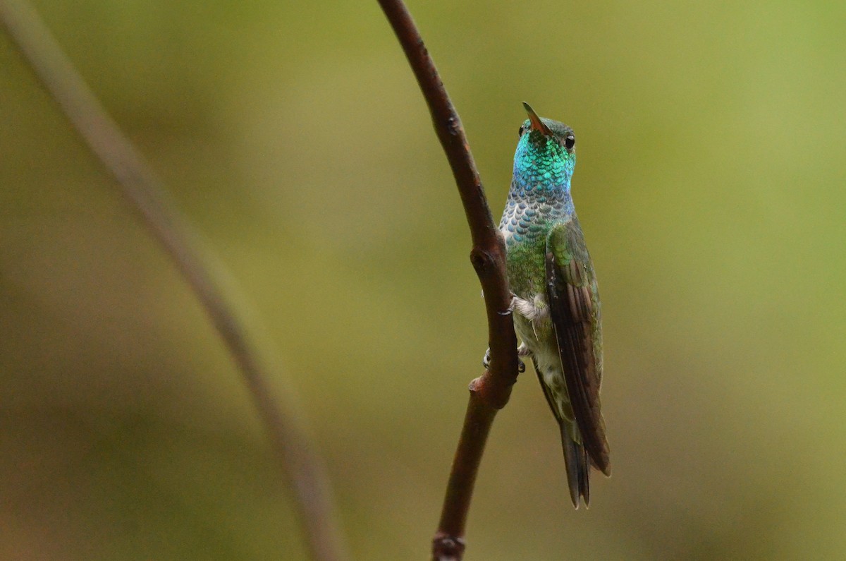 Versicolored Emerald - ML642201024