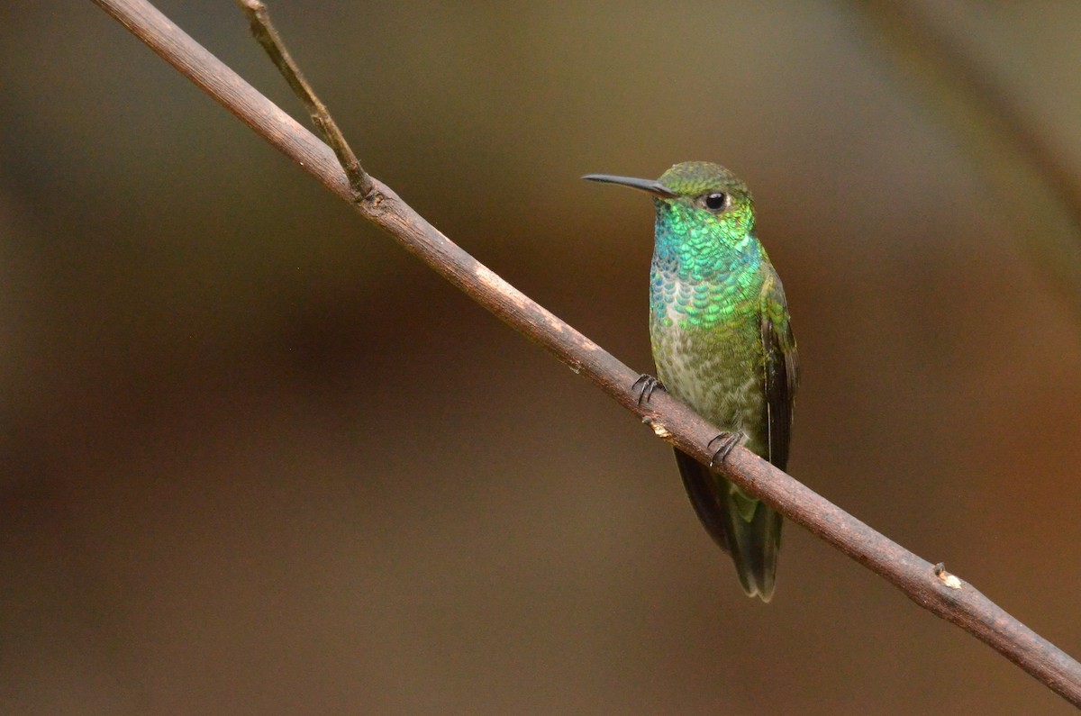 Versicolored Emerald - ML642201025