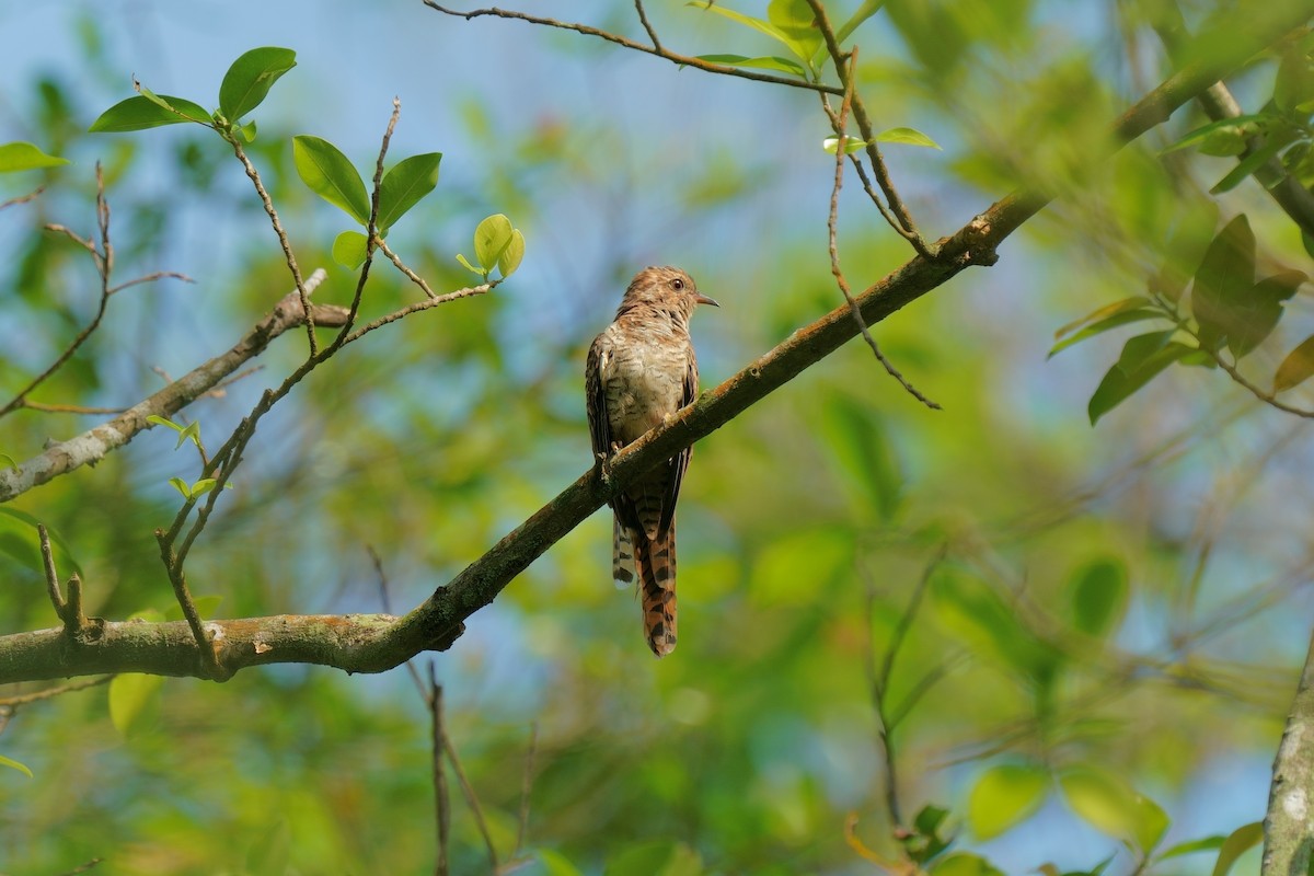 Plaintive Cuckoo - ML642201029