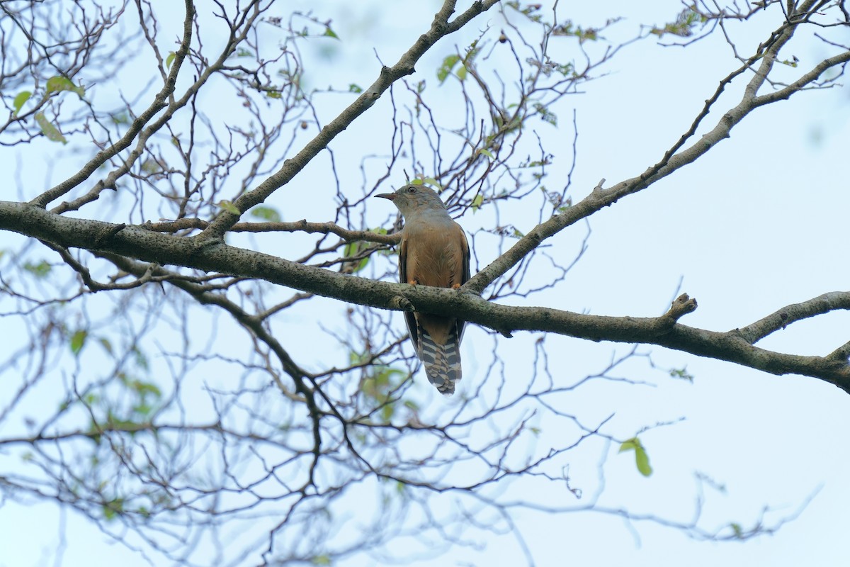 Plaintive Cuckoo - ML642201030