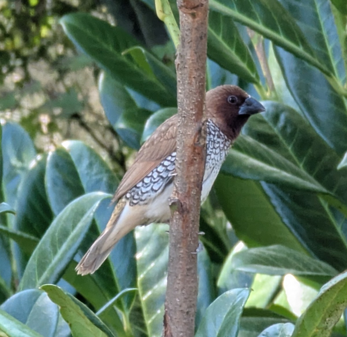 Scaly-breasted Munia - ML642201031