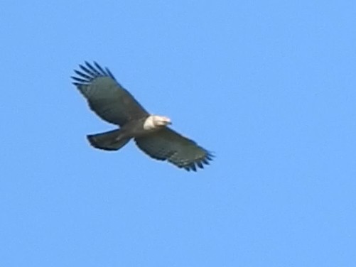 Mountain Hawk-Eagle - ML642201033