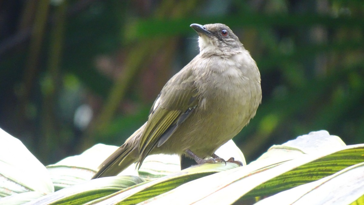 Olive-winged Bulbul - ML642201047