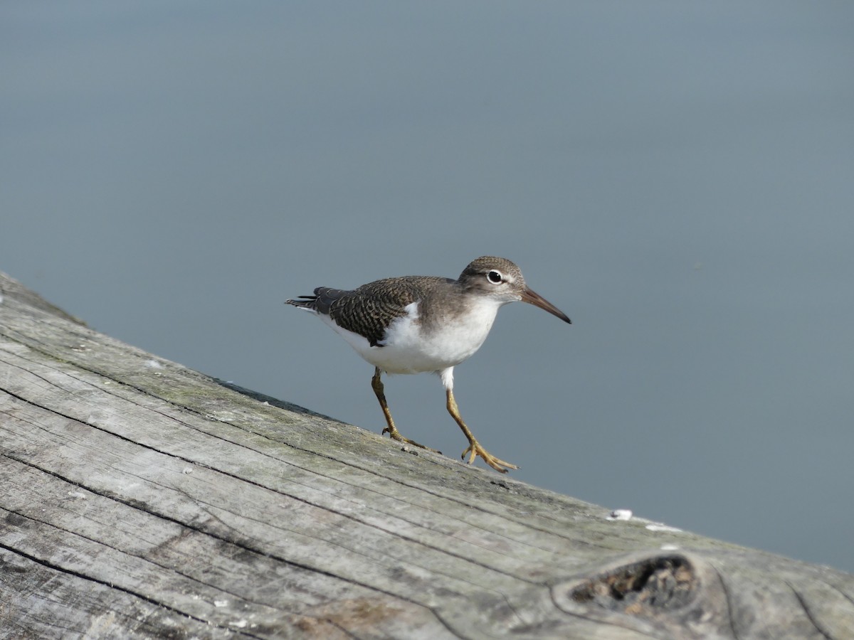 Spotted Sandpiper - ML642201058
