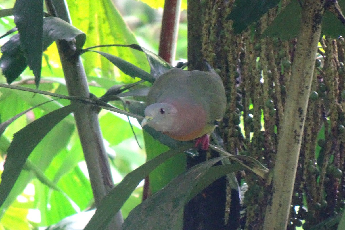 Pink-necked Green-Pigeon - ML642201064
