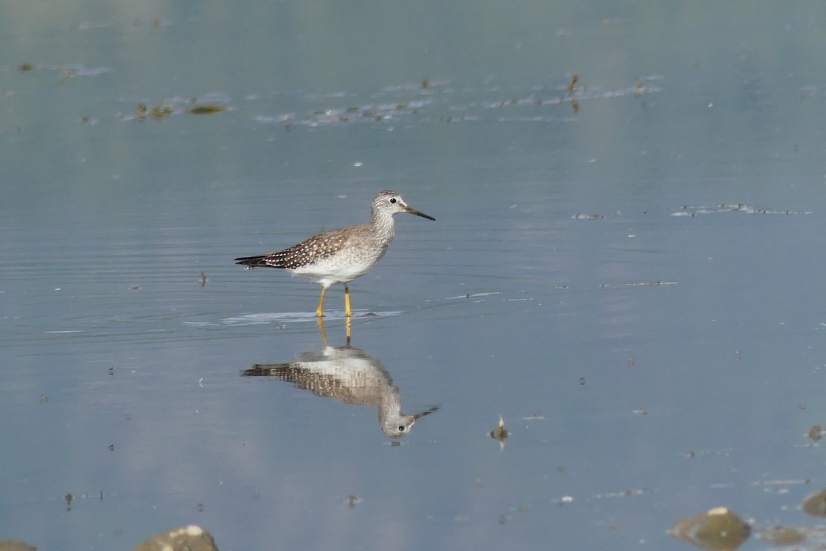 Lesser Yellowlegs - ML642201085