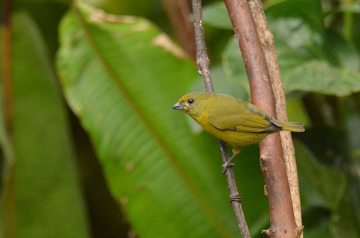 Violaceous Euphonia - ML642201086