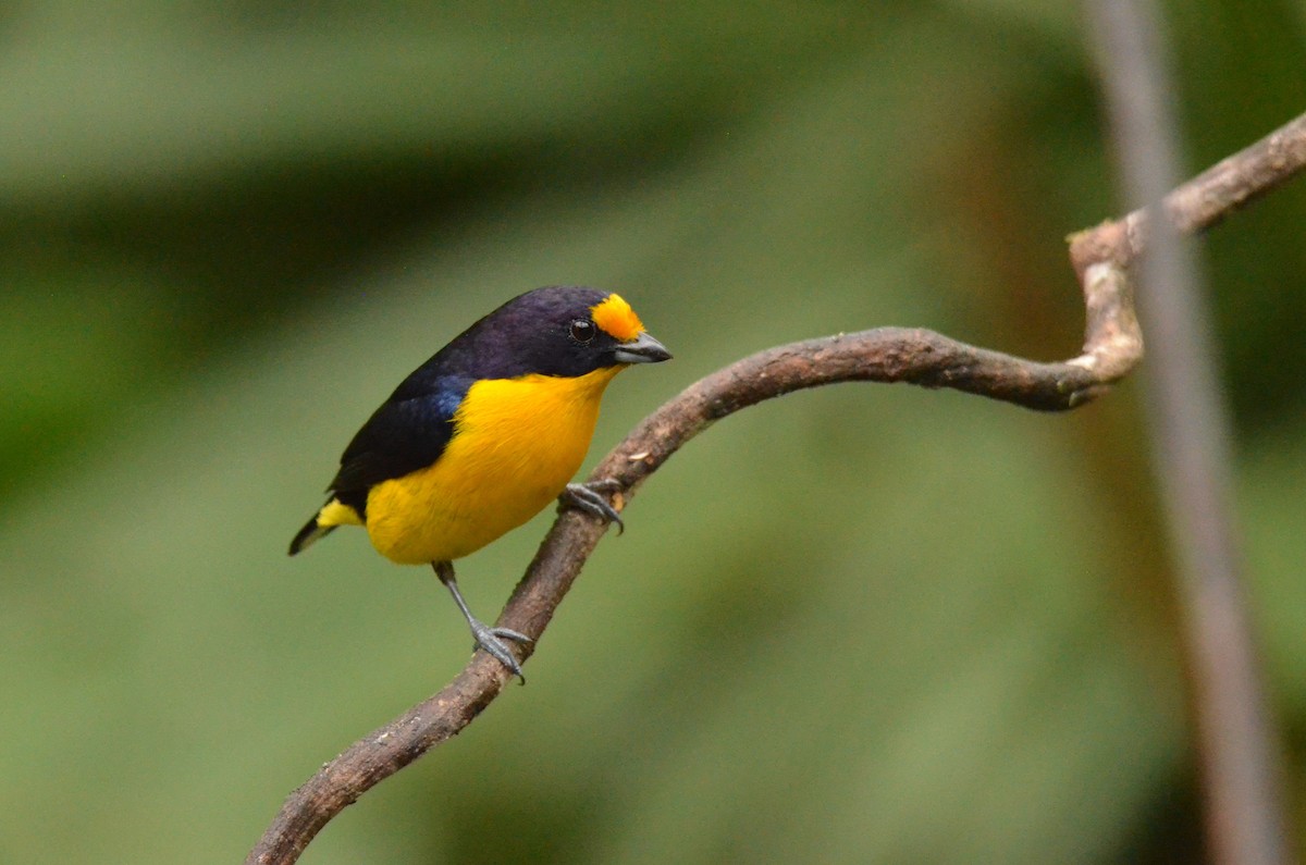 Violaceous Euphonia - ML642201087