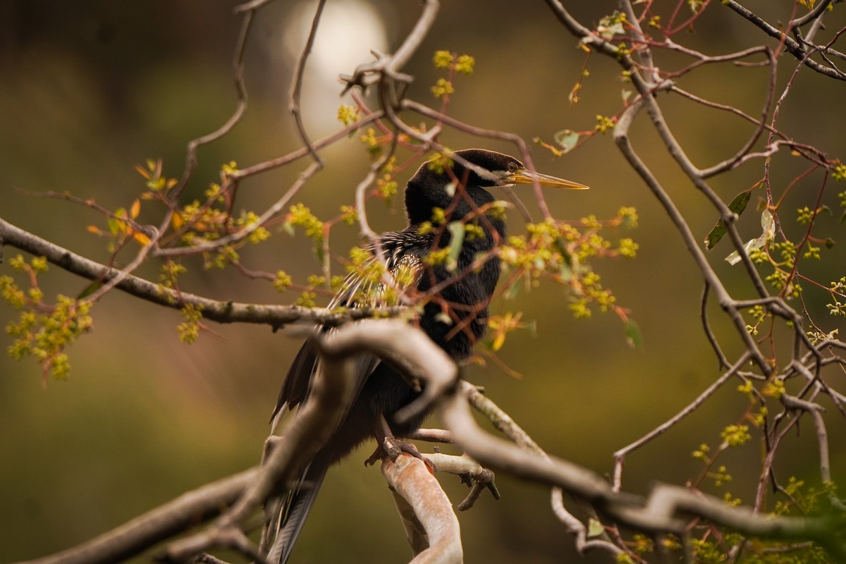 Australasian Darter - ML642201088
