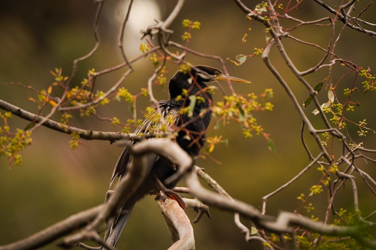 Australasian Darter - ML642201090