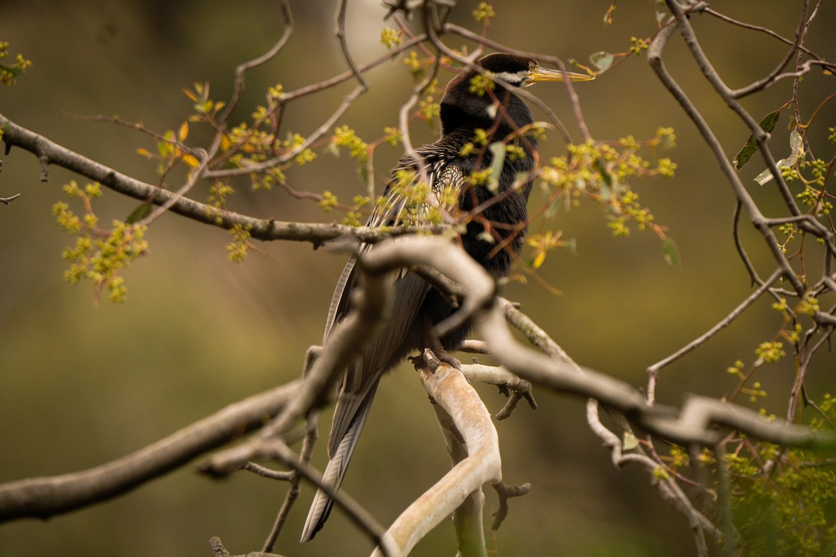 Australasian Darter - ML642201091