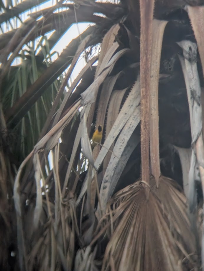 Hooded Oriole - ML642201094