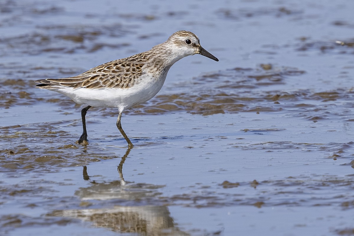 Semipalmated Sandpiper - ML642201097