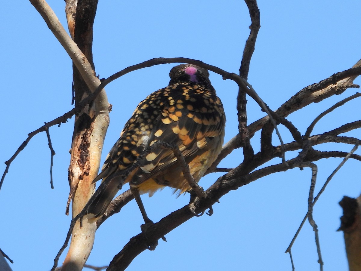 Western Bowerbird - ML642201098