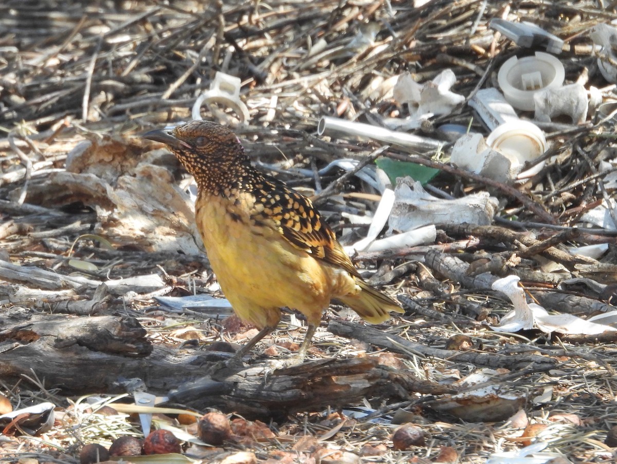 Western Bowerbird - ML642201099