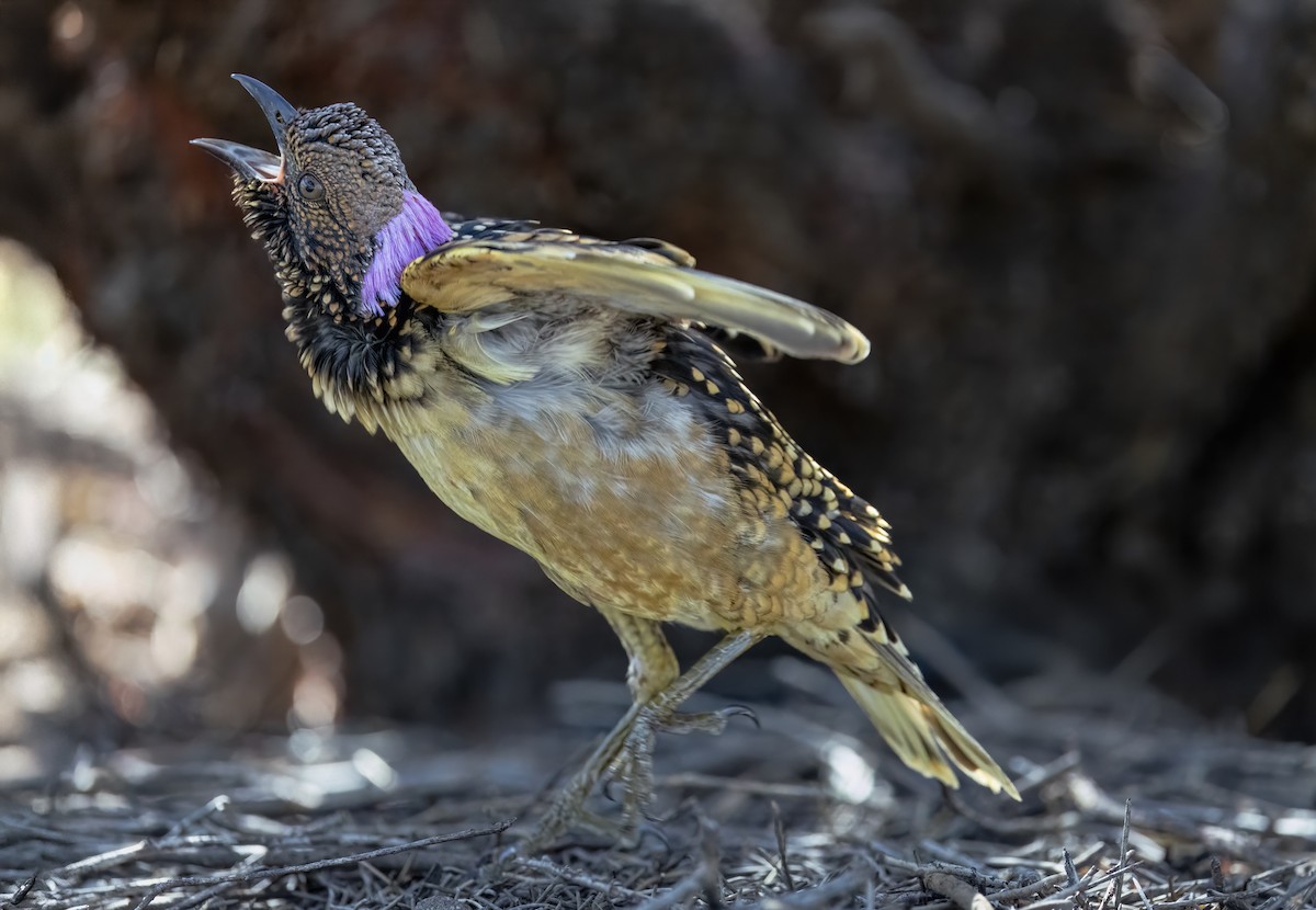 Western Bowerbird - ML642201106