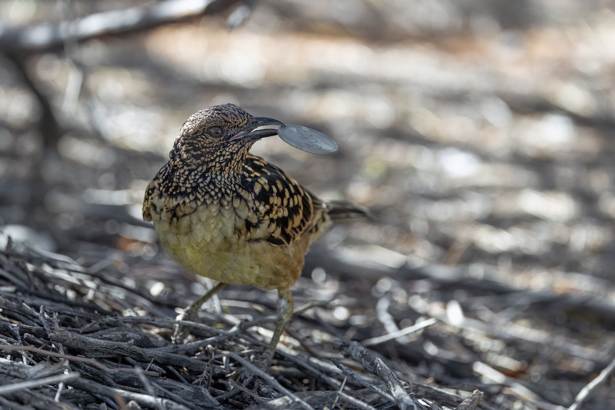 Western Bowerbird - ML642201107