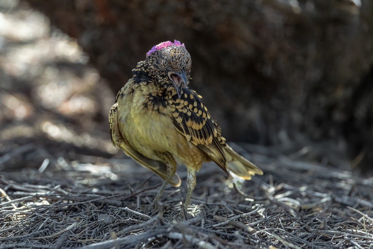 Western Bowerbird - ML642201108