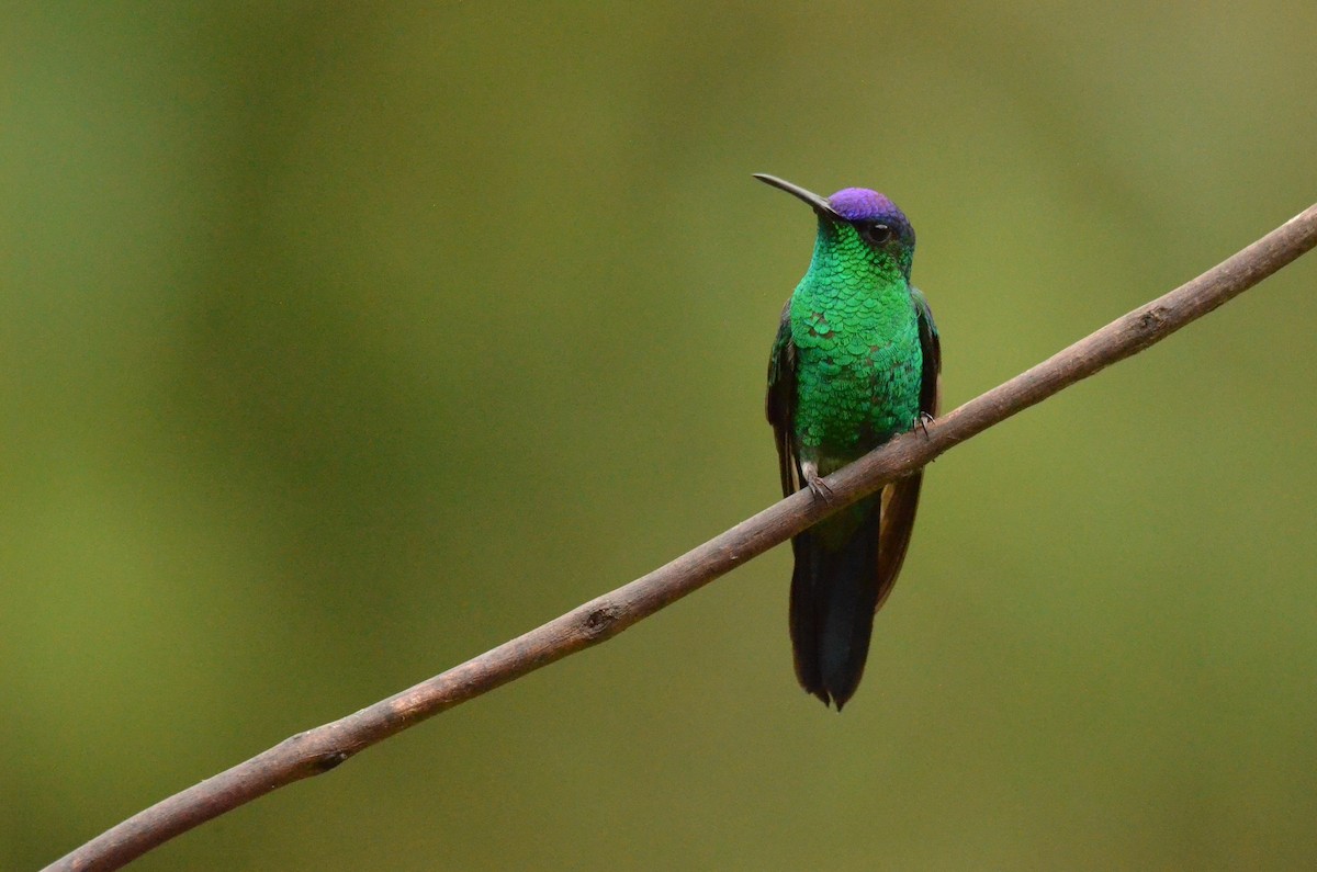 Violet-capped Woodnymph - ML642201134