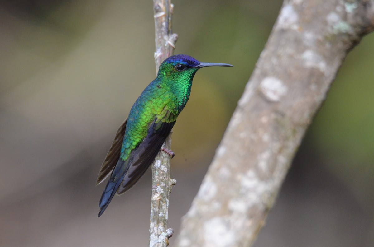 Violet-capped Woodnymph - ML642201143
