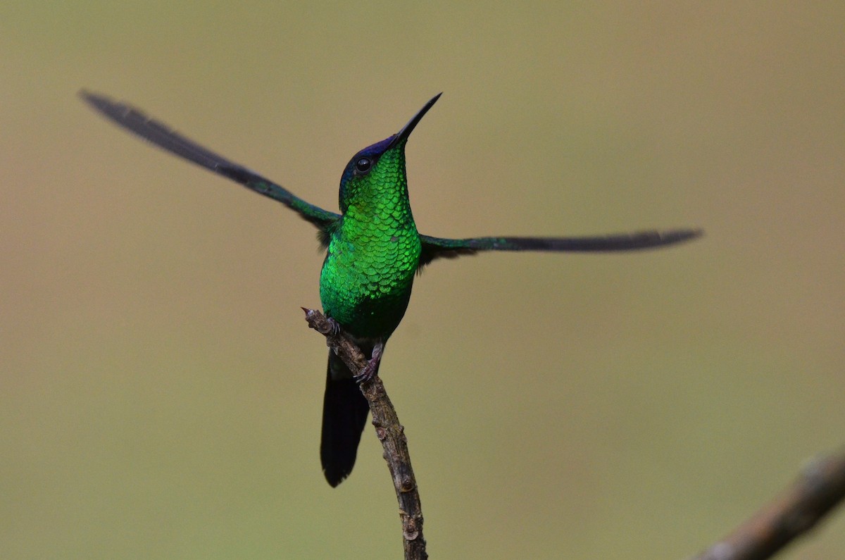 Violet-capped Woodnymph - ML642201144