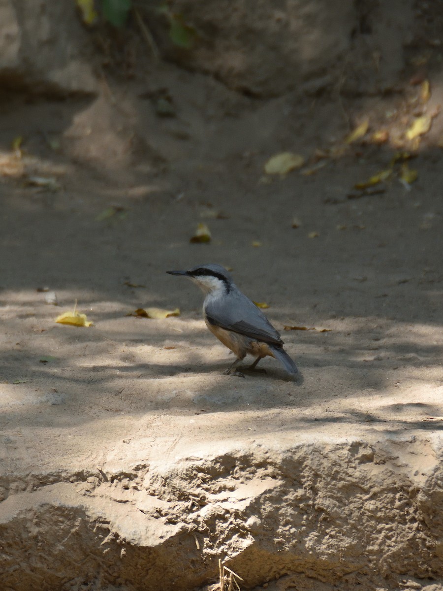 Western Rock Nuthatch - ML642201146