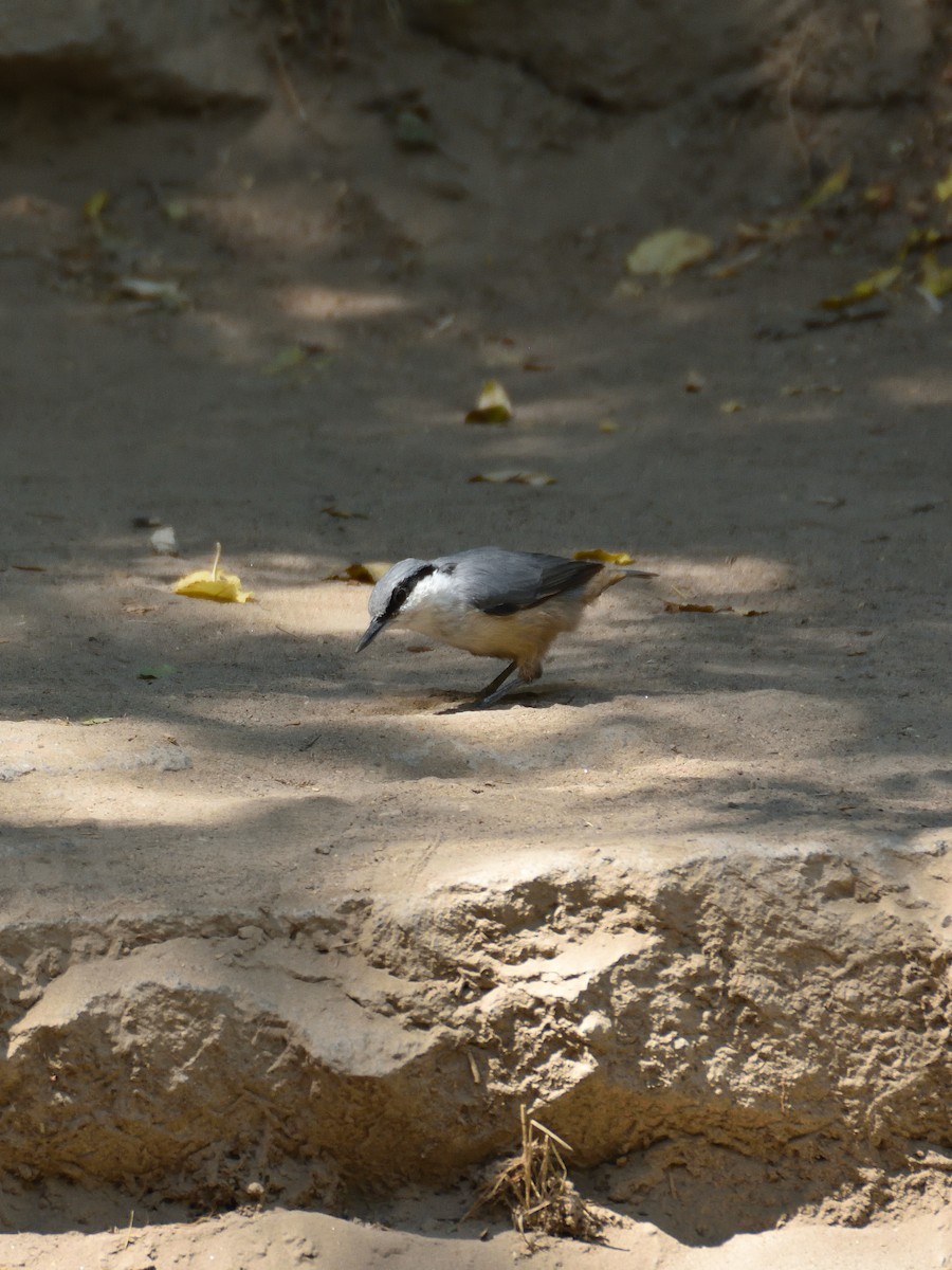 Western Rock Nuthatch - ML642201147