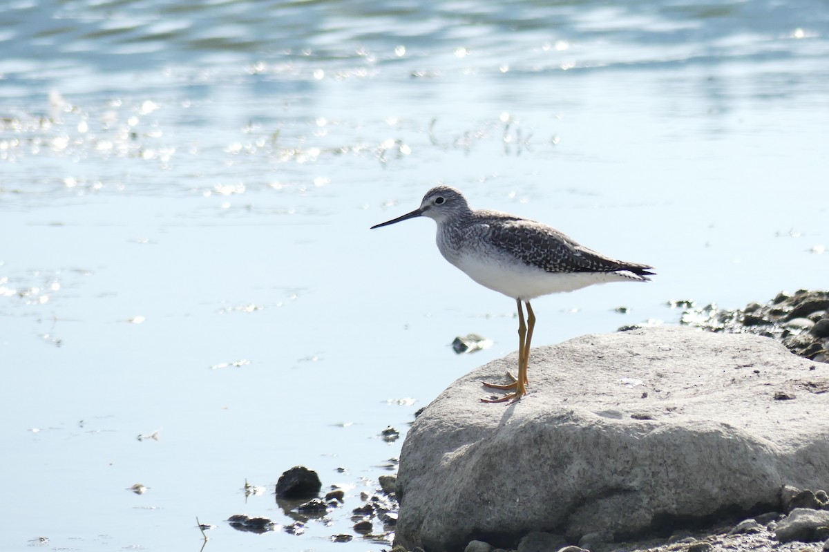 Greater Yellowlegs - ML642201153