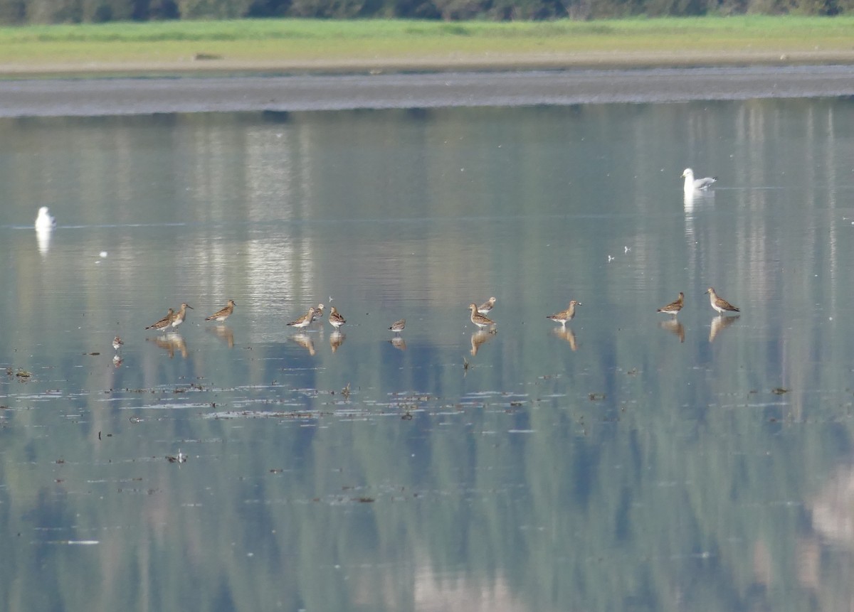 Pectoral Sandpiper - ML642201163