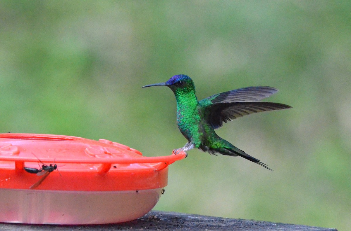 Violet-capped Woodnymph - ML642201174