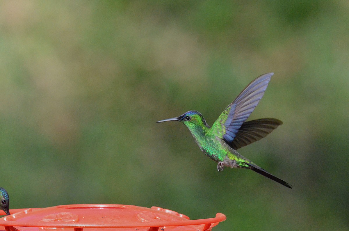 Violet-capped Woodnymph - ML642201175