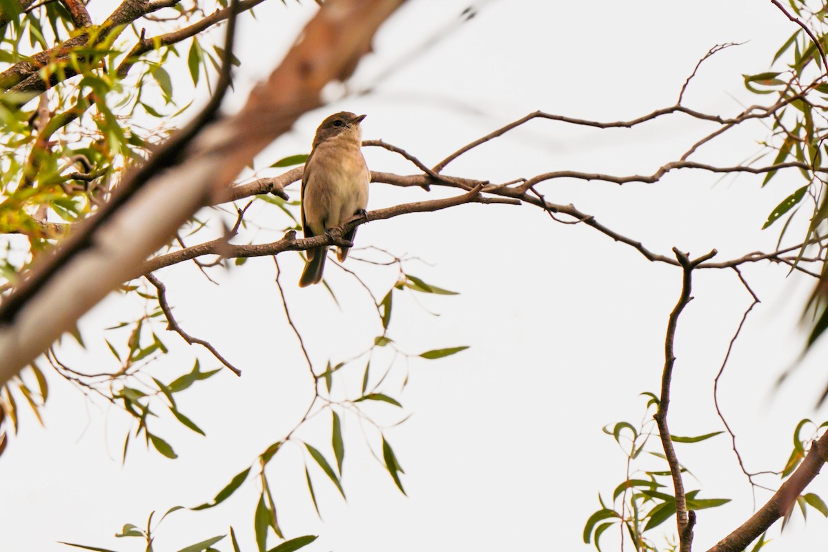 Golden Whistler - ML642201179