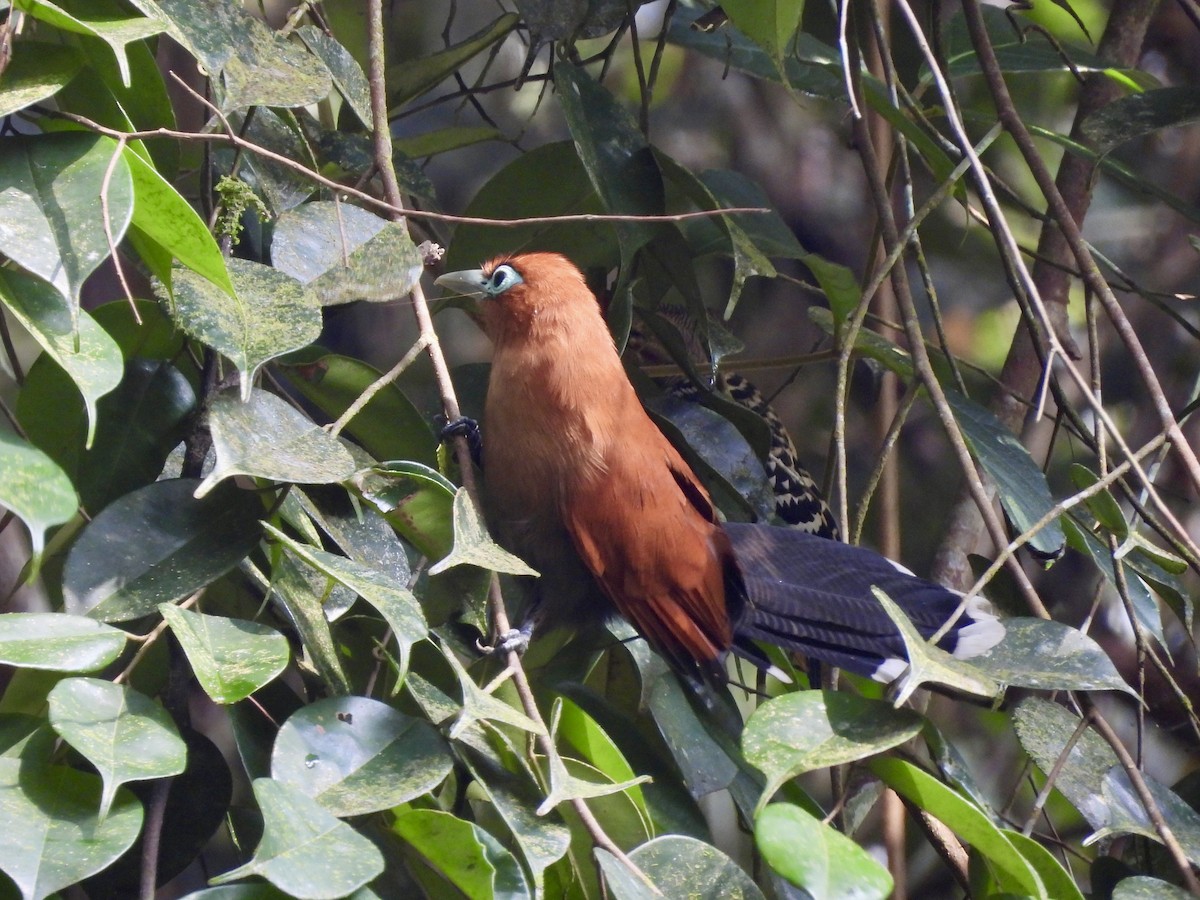 Raffles's Malkoha - ML642201181