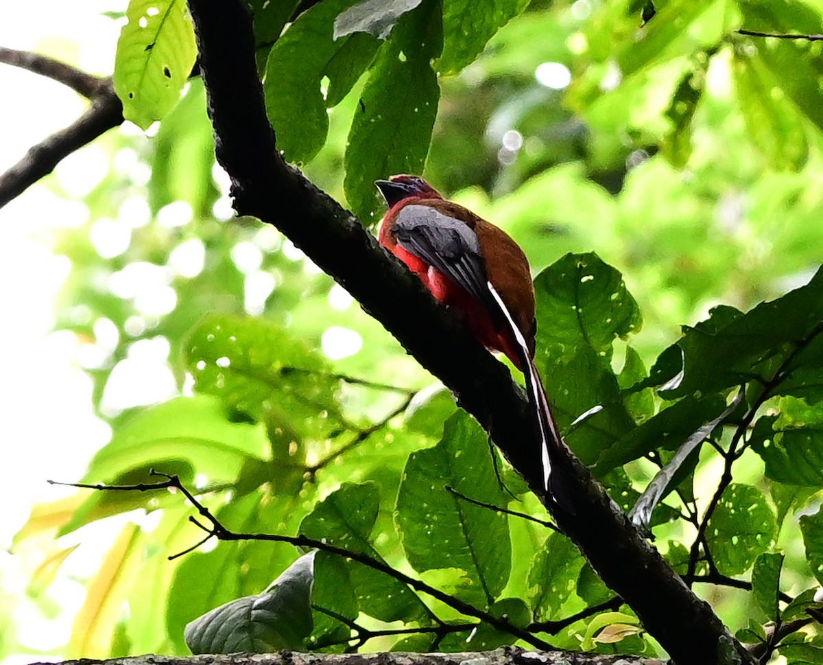 Red-headed Trogon - ML642201185