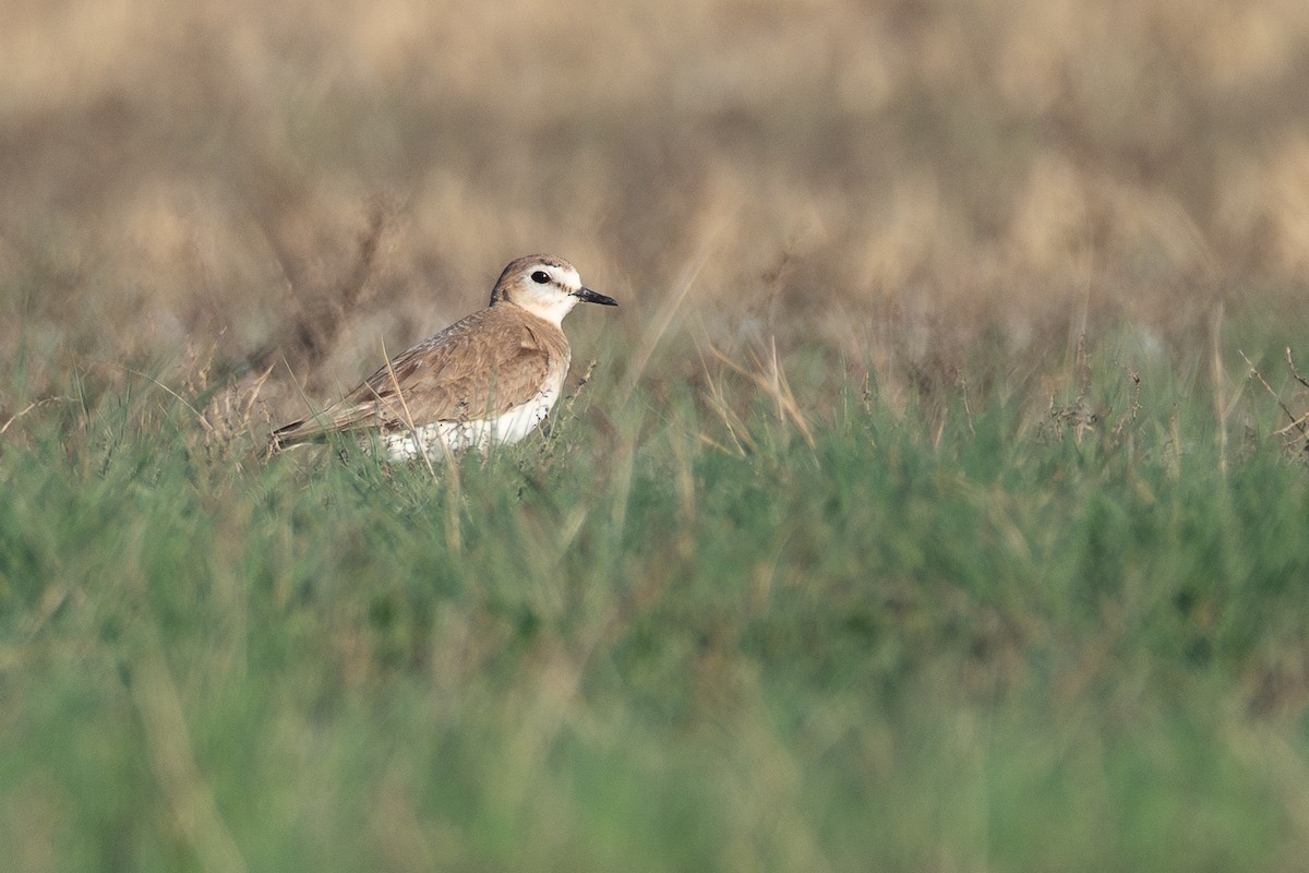 Mountain Plover - ML642201218