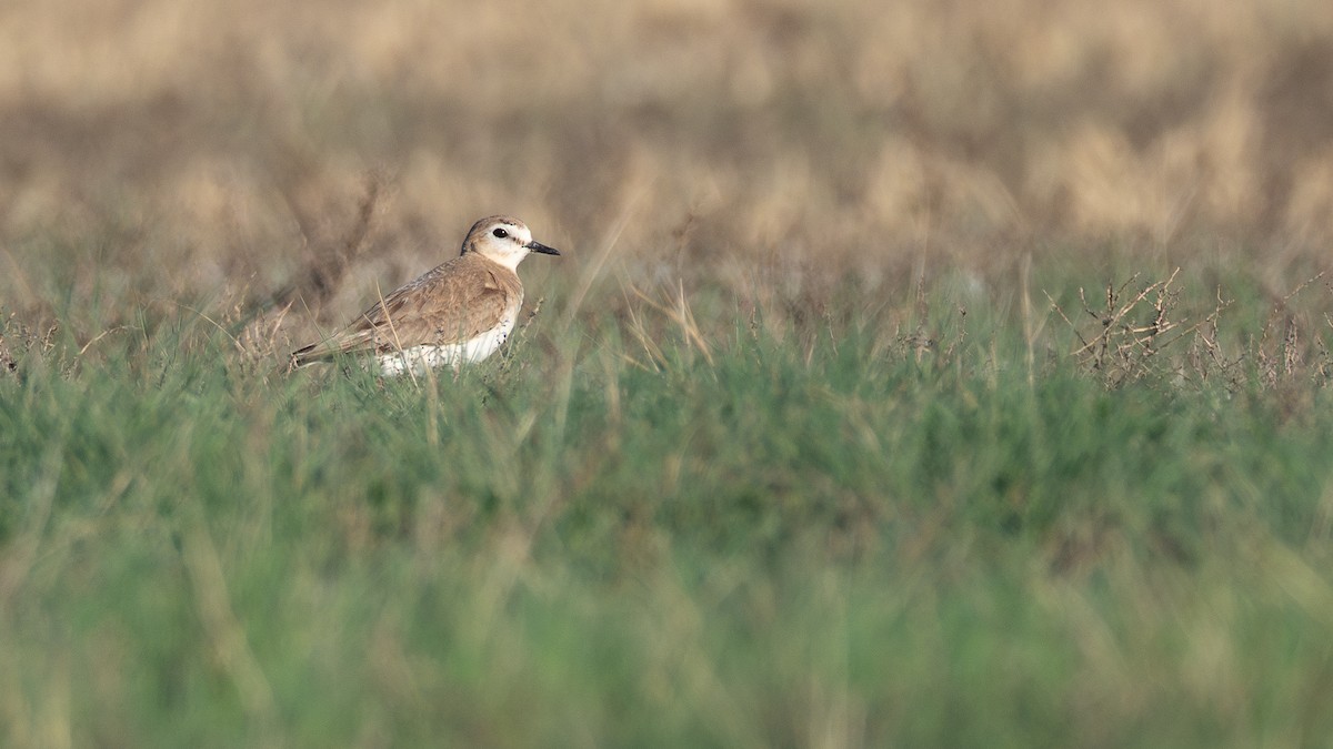 Mountain Plover - ML642201219