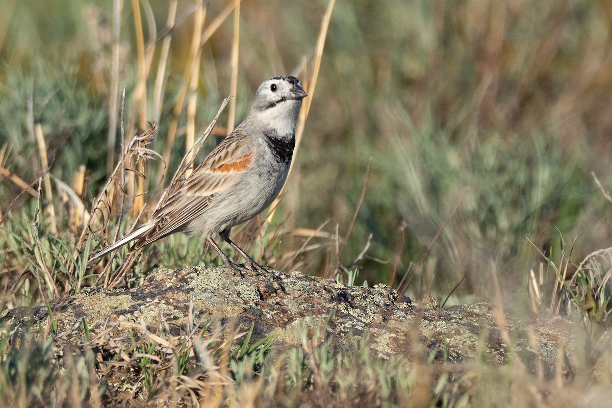 Thick-billed Longspur - ML642201222