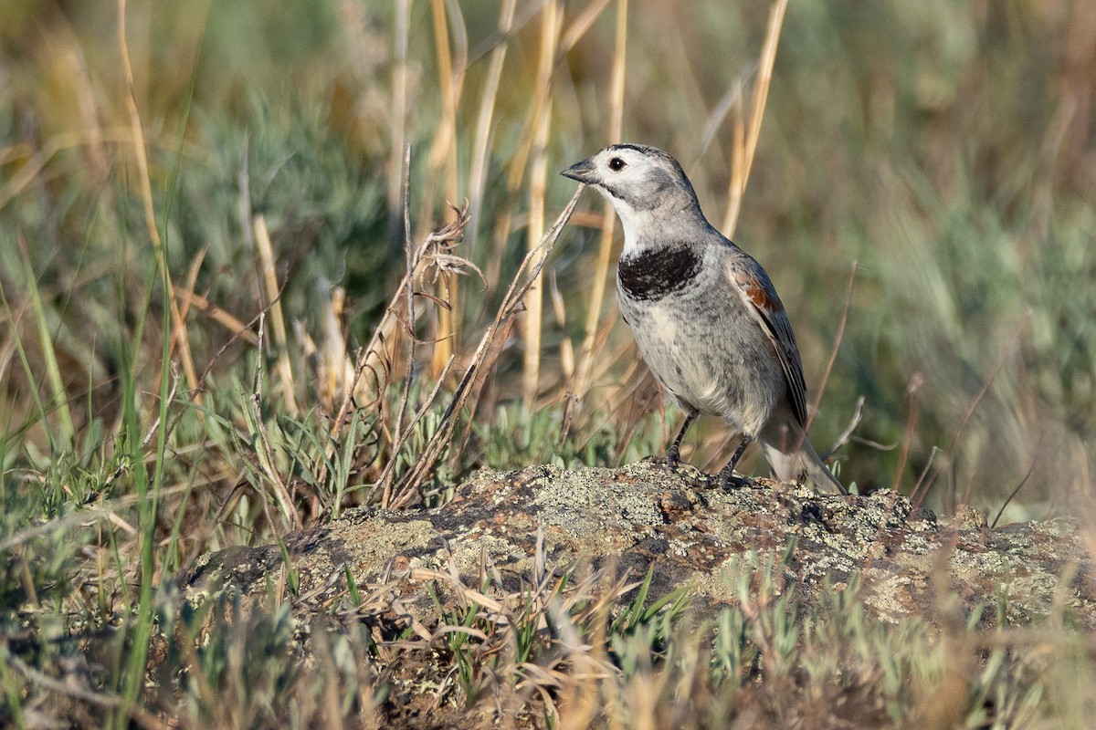 Thick-billed Longspur - ML642201223