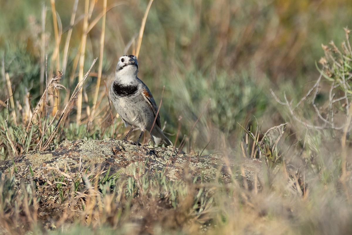 Thick-billed Longspur - ML642201226