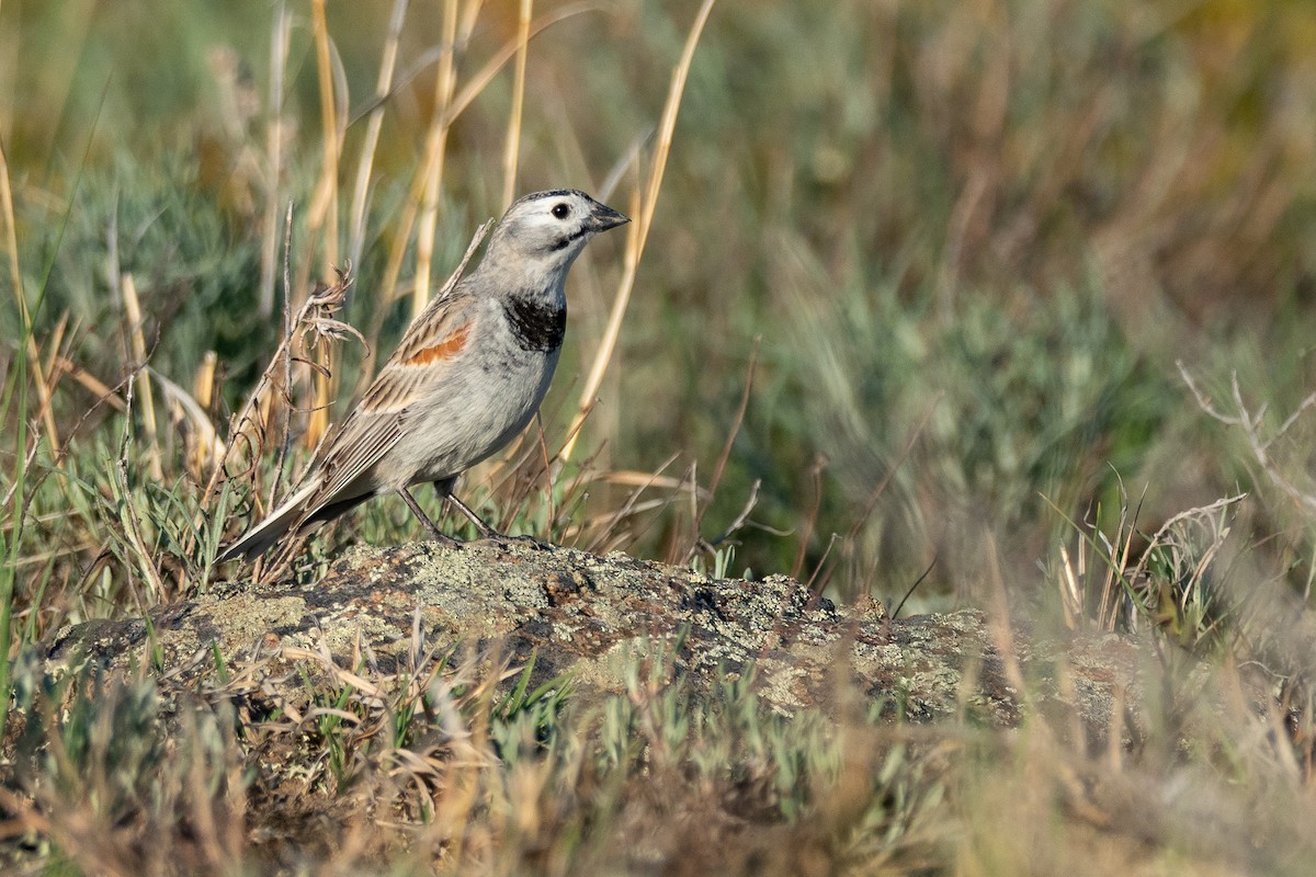 Thick-billed Longspur - ML642201227