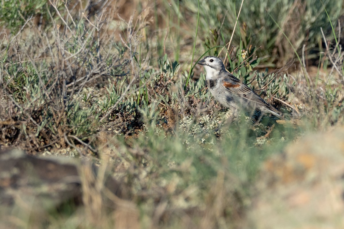 Thick-billed Longspur - ML642201228