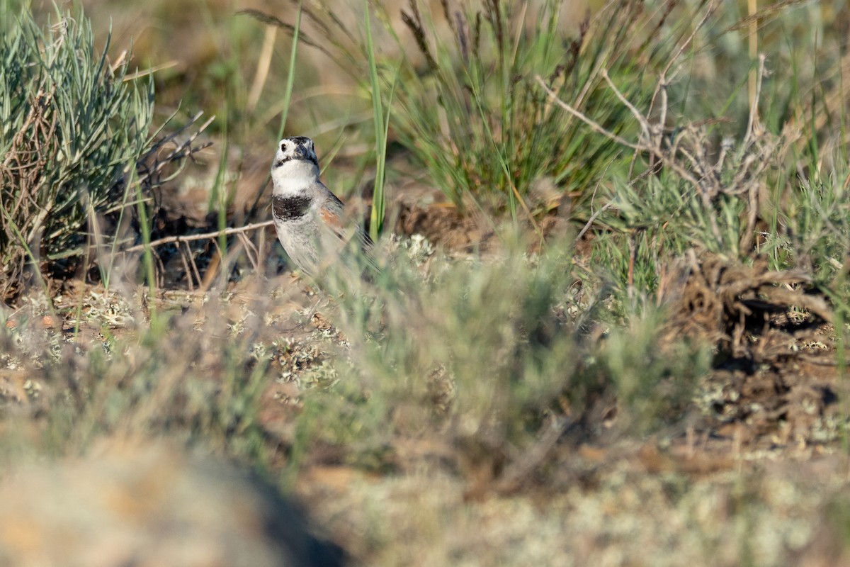 Thick-billed Longspur - ML642201229