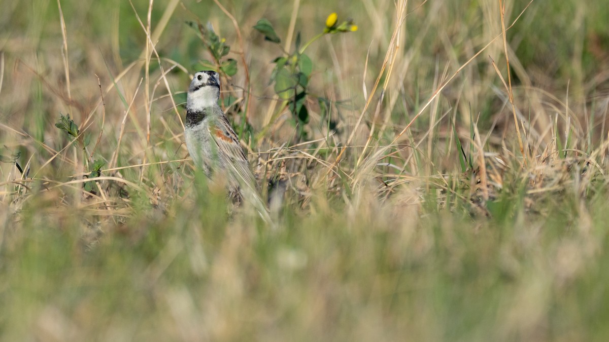 Thick-billed Longspur - ML642201231