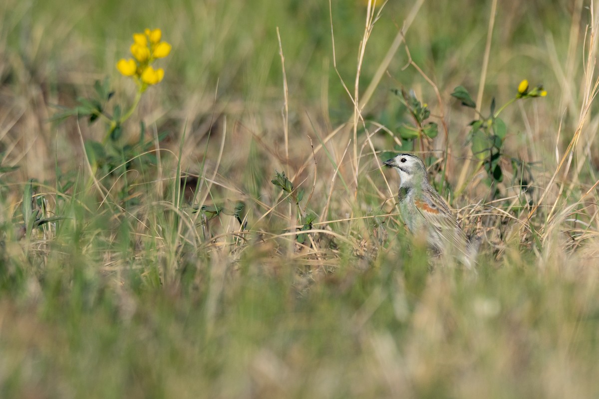 Thick-billed Longspur - ML642201232