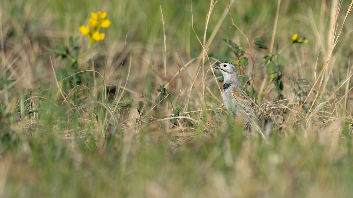 Thick-billed Longspur - ML642201233