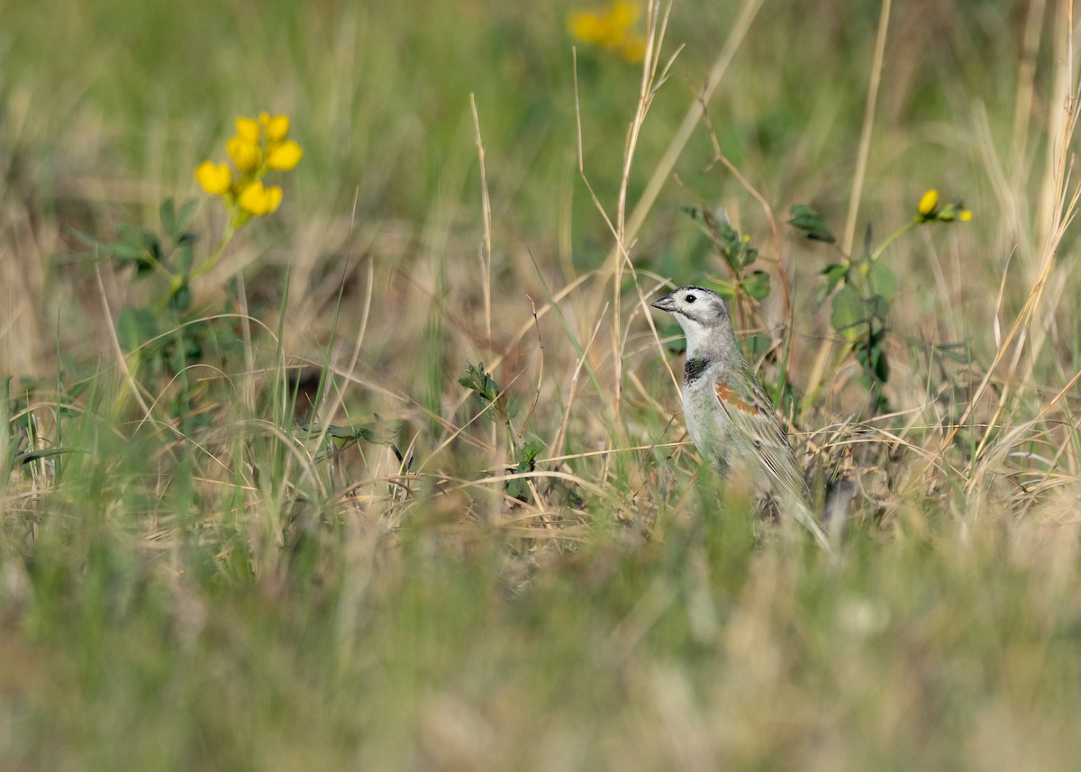 Thick-billed Longspur - ML642201234