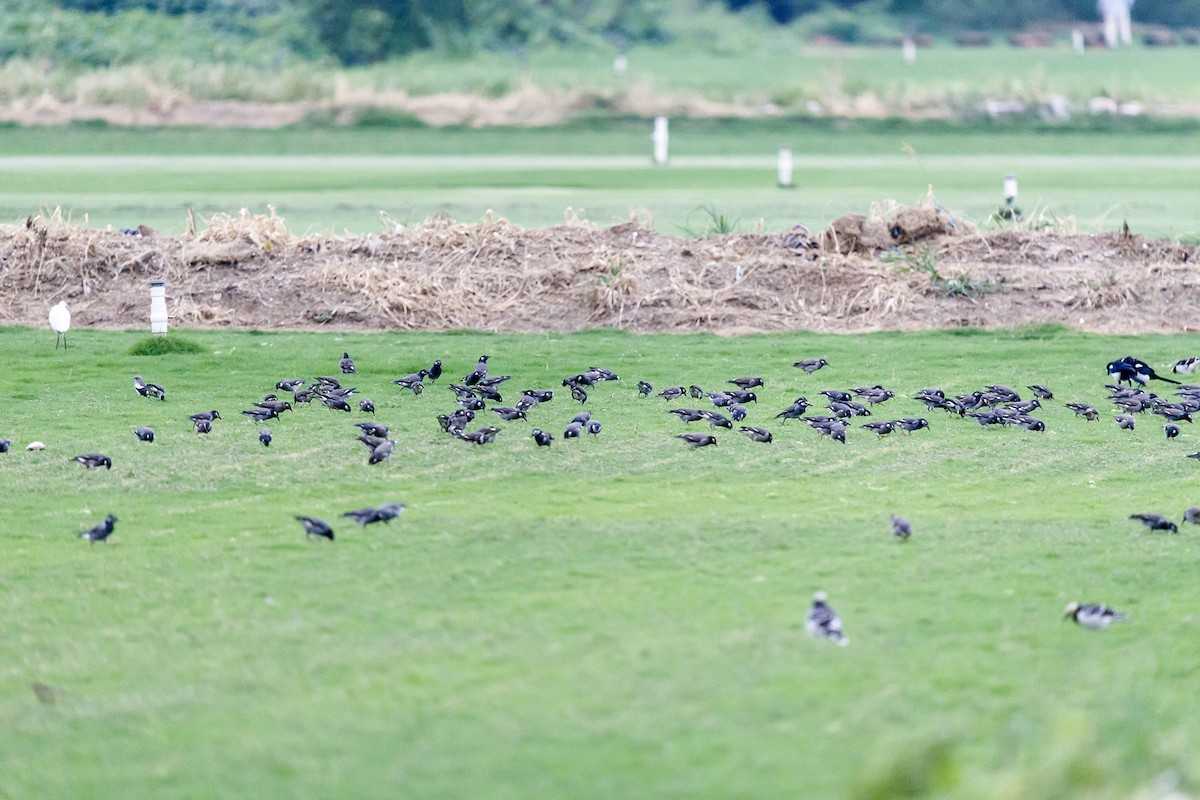 White-shouldered Starling - ML642201242